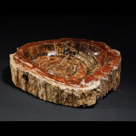 Vasca in Legno Fossile